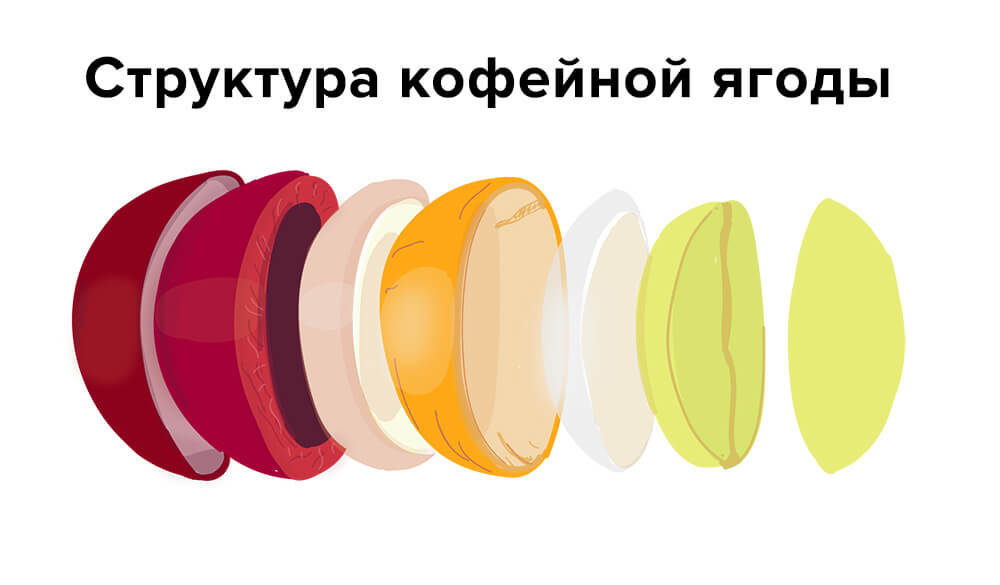 Структура кофейной ягоды